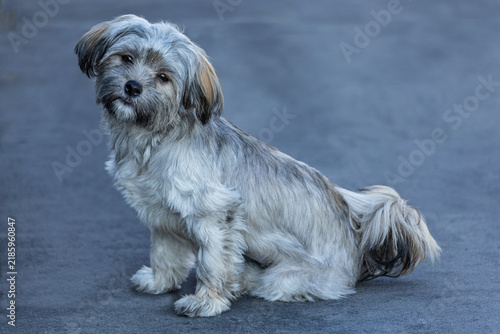shih tzu dog portrait