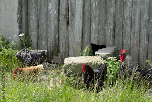 Canvastavla A colorful rooster and free-range chickens foraging and resting in green grass and wildflowers on a rural farm