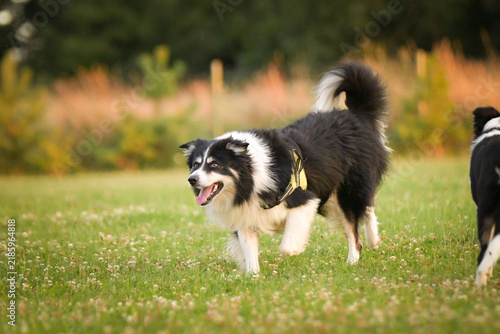 Border Collie running across a meadow carrying a blue rubber ball toy during outdoor training or play session. Action shot captured in warm golden evening light, highlighting movement, intelligence,	