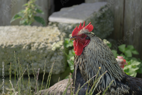 фотографія A colorful rooster and free-range chickens foraging and resting in green grass and wildflowers on a rural farm