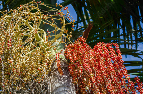 Tropical palm tree with dense clusters of red and golden fruits against a deep blue sky in bright sunlight and shadows