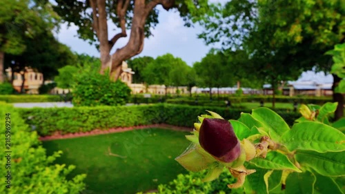 Udaipur, Rajasthan, India: A deep purple flower bud fills the foreground of a landscaped garden at Jag Mandir, with clipped hedges and mature trees behind.