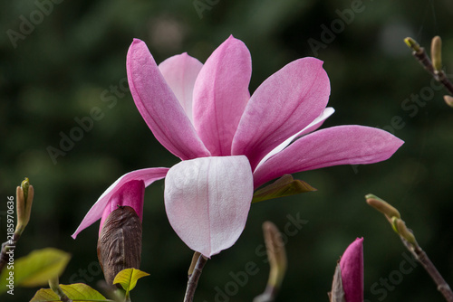 Close-up of a pink magnolia flower. One flower against a backdrop of greenery.