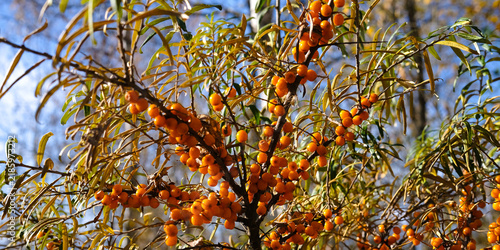 A sea buckthorn tree covered with ripe orange berries grows outdoors in natural daylight on the blue sky background. Autumn harvest, natural food, wild plant, outdoor nature banner