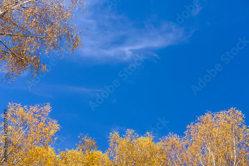 Golden autumn tree branches with orange and yellow leaves frame a clear blue sky in natural daylight. Seasonal banner, peaceful nature, outdoor scenery background with copy space.