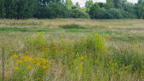 Cuadro en lienzo Uncut Wild Meadow with Goldenrod Tansy and Thistle Colonising Abandoned Grasslan
