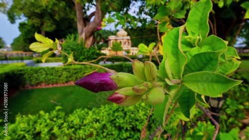 Purple buds and fresh green leaves stand out against the hedges, lawn and trees of a garden at Jag Mandir in Udaipur.