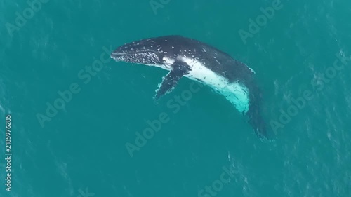 Aerial view of a humpback whale surfacing in deep blue water, east coast Australia
