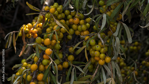 Quadro su tela Sea Buckthorn Berries Hippophae rhamnoides Ripening in Dense Clusters on the Bra