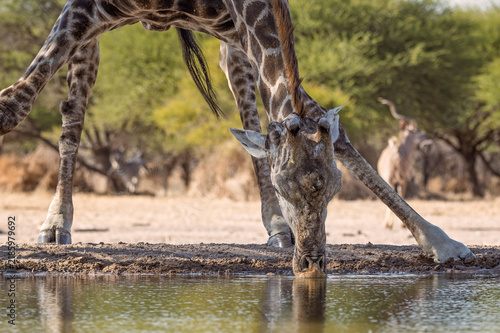 Photography Giraffe drinking from Kalahari waterhole