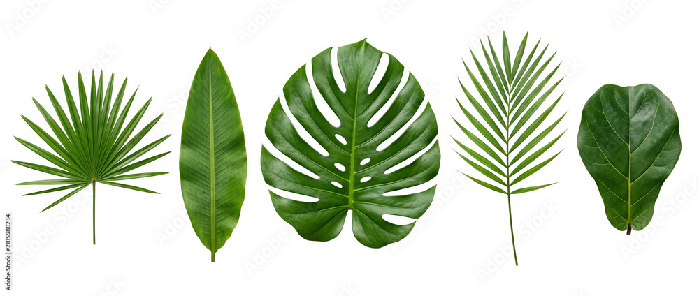 Obraz premium Tropical leaves monstera palm foliage set isolated on black background for exotic botanical design, summer nature element, flora collection featuring fiddle leaf fig and banana leaf branch.