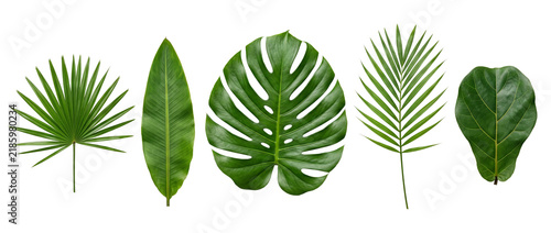 Tropical leaves monstera palm foliage set isolated on black background for exotic botanical design, summer nature element, flora collection featuring fiddle leaf fig and banana leaf branch.