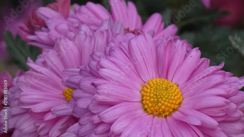 Pink garden chrysanthemum (Chrysanthemum morifolium) petals, yellow disc florets, camera tilt, macro shot, soft light. Intricacy and Purity.