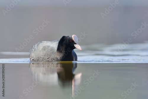 Foto A Eurasian coot in the nature habitat