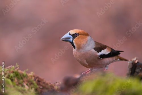 Konstfotografi A male hawfinch in the nature habitat
