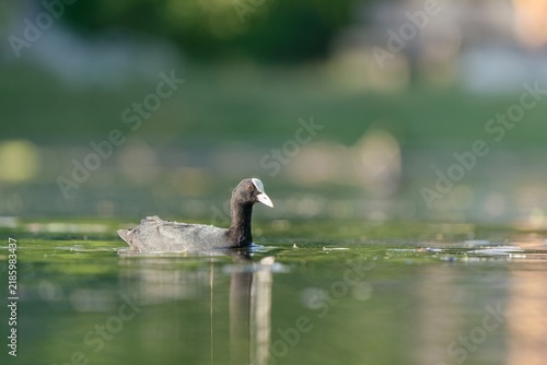 Foto A Eurasian coot in the nature habitat