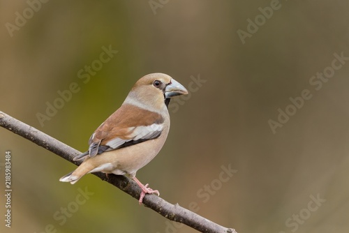 Canvas Print A female hawfinch in the nature habitat