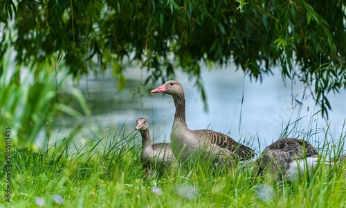 A group of graylag gooses walks in the grass. A graylag goose in the nature habitat. Anser anser