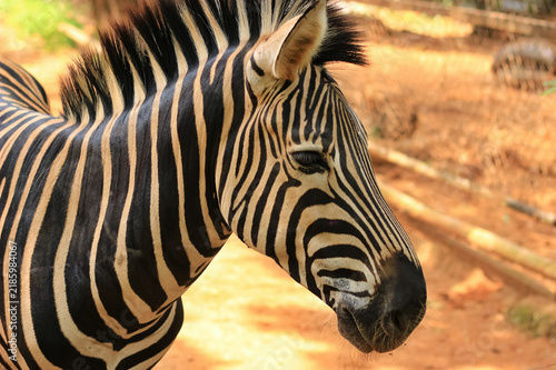 Close-up portrait of a zebra head with distinct black and white stripes