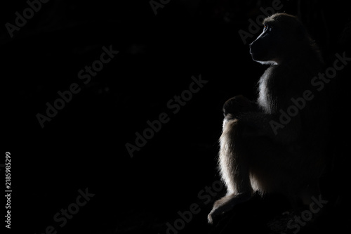 Rim Lit Baboon Silhouette in Low‑Key Black Background with Copy Space