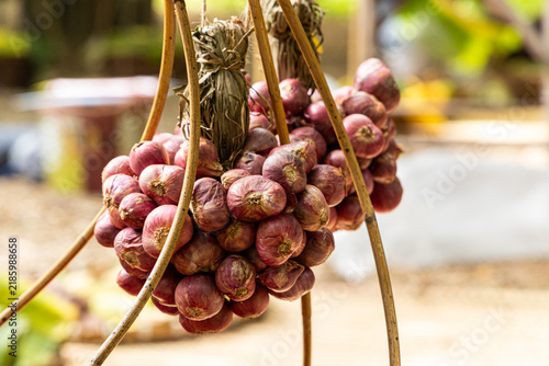Close up pile organic red onion bundled together ready to sell, group of fresh shallots tiering after harvesting,  agriculture concept
