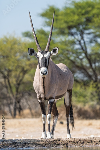 Foto Male oryx with large horns at Kalahari waterhole in portrait orientation