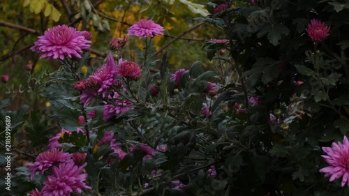 Pink garden chrysanthemum (Chrysanthemum morifolium) bush, yellow autumn background, camera tilt, wide shot, natural lighting. Preservation and Resilience.