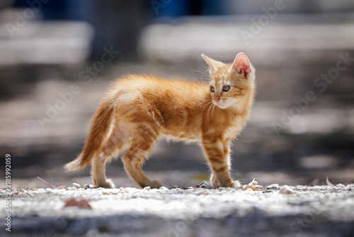 Obraz na plátně Kitti
