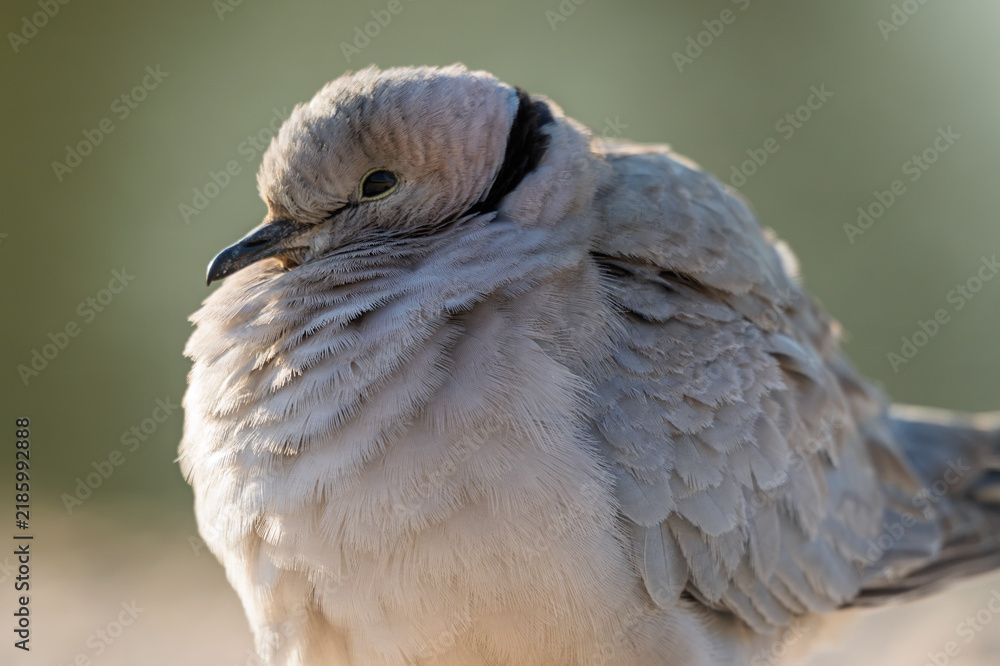 Obraz premium Close‑up portrait of ring‑necked dove near Kalahari waterhole