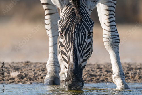 Foto Close‑Up Zebra Drinking from Waterhole at Ground‑Level Perspective in Kalahari