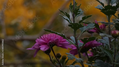 Pink garden chrysanthemum (Chrysanthemum morifolium) blooming flowers in shade as a metaphor for quiet strength, medium shot, low key atmosphere. Mindfulness and Inner Peace.