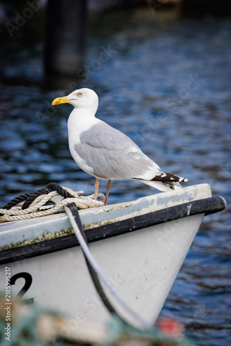 Möwe