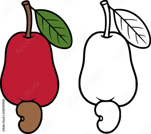 Cashew fruit illustration icon in line art style and colored, coloring page for kids