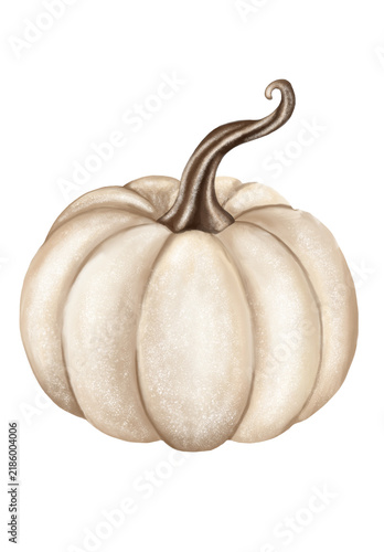 Weißer Kürbis mit braunem Stiel als herbstliche Illustration - clipart