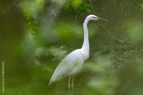 Obraz na plátně Great egret (Ardea alba) standing in a shallow stream framed by lush out-of-focus green leaves in spring