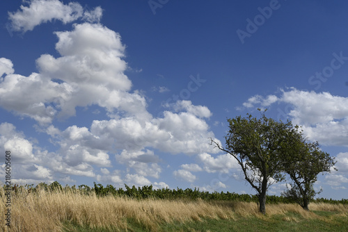 rheinhessische sommerlandschaft am weinberg