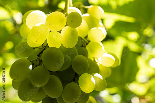 Foto weinlese