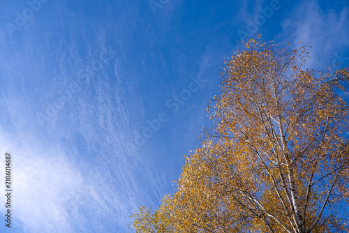 Tall birch trees with golden autumn leaves rise against a bright blue sky with wispy clouds. Autumn woodland, seasonal nature, outdoor landscape, sky background with copy space