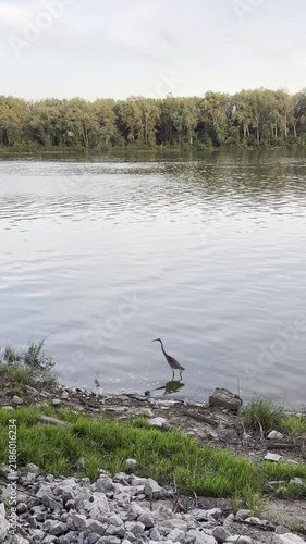 Great Blue Heron along river shore