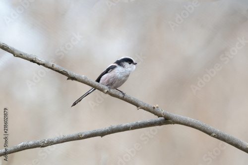 Obraz w ramie 細い枝に止まる小さくかわいいエナガ。身近な野鳥の愛らしい姿、広告や癒やしデザインに最適な写真素材