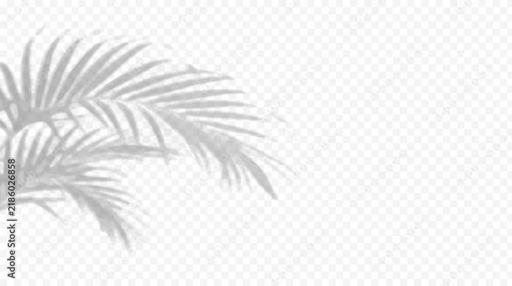 Obraz premium Easy to edit layered vector shadow. Palm leaves on transparent checkerboard. Adjust tonal layer opacity to control shadow intensity and perceived softness.