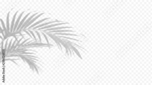 Easy to edit layered vector shadow. Palm leaves on transparent checkerboard. Adjust tonal layer opacity to control shadow intensity and perceived softness.