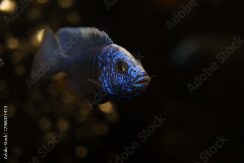 Foto Bright blue Malawi cichlid in an aquarium, resembling Sciaenochromis or Placidochromis species from Lake Malawi, also known as Lake Nyasa