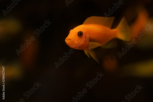 Obraz na plátne Bright orange cichlid floats in dark aquarium water, framed by soft blurred fore