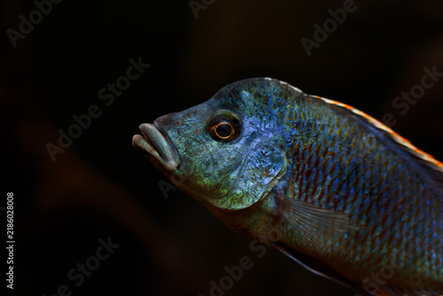Canvastavla Blue green cichlid fish closeup showing iridescent shimmering scales, vivid natu