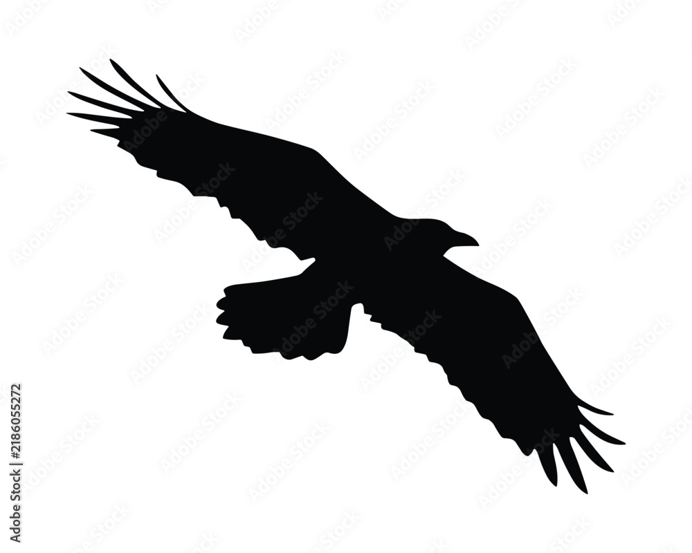 Obraz premium Silhouette of a flying raven isolated on white background