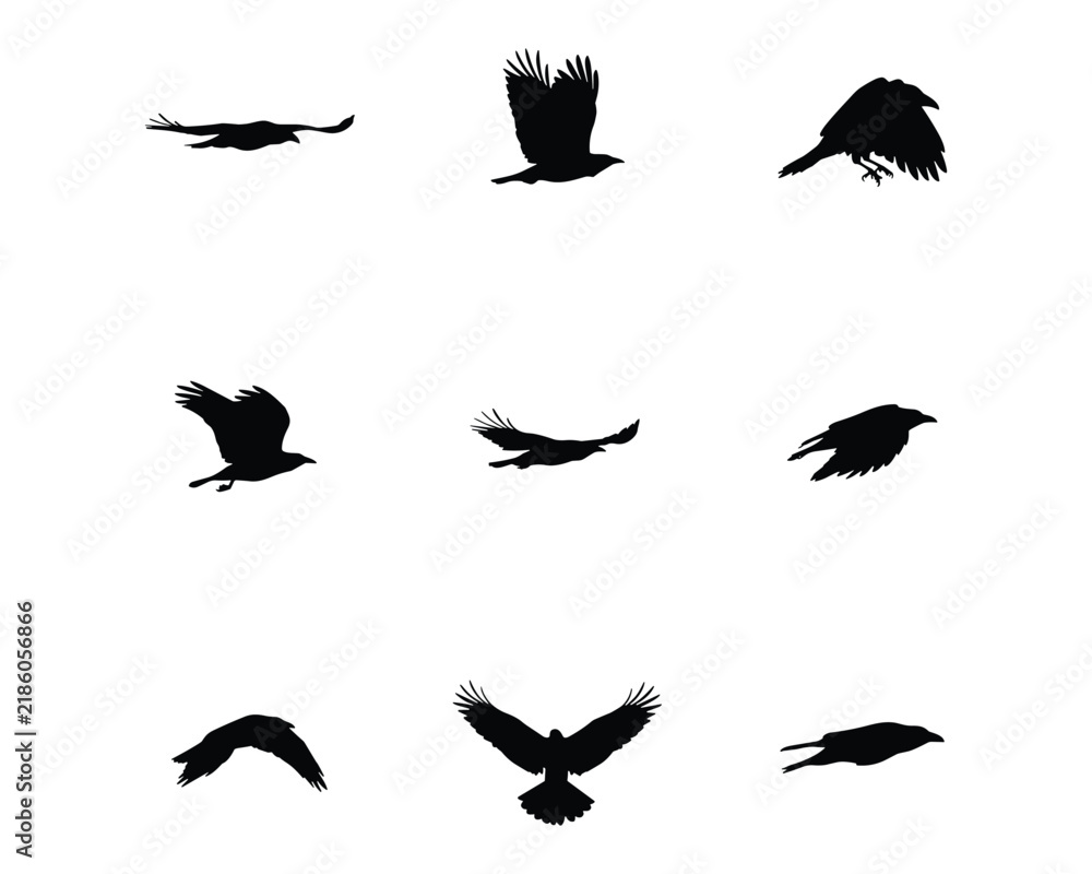 Obraz premium Set of black crow silhouettes in various flight poses