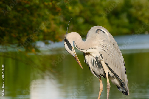 Фотография Grey heron standing beside calm water while preening its breast feathers, bendin