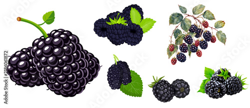 Png image of blackberries