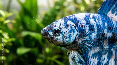Fancy Blue Marble Halfmoon Betta Fish